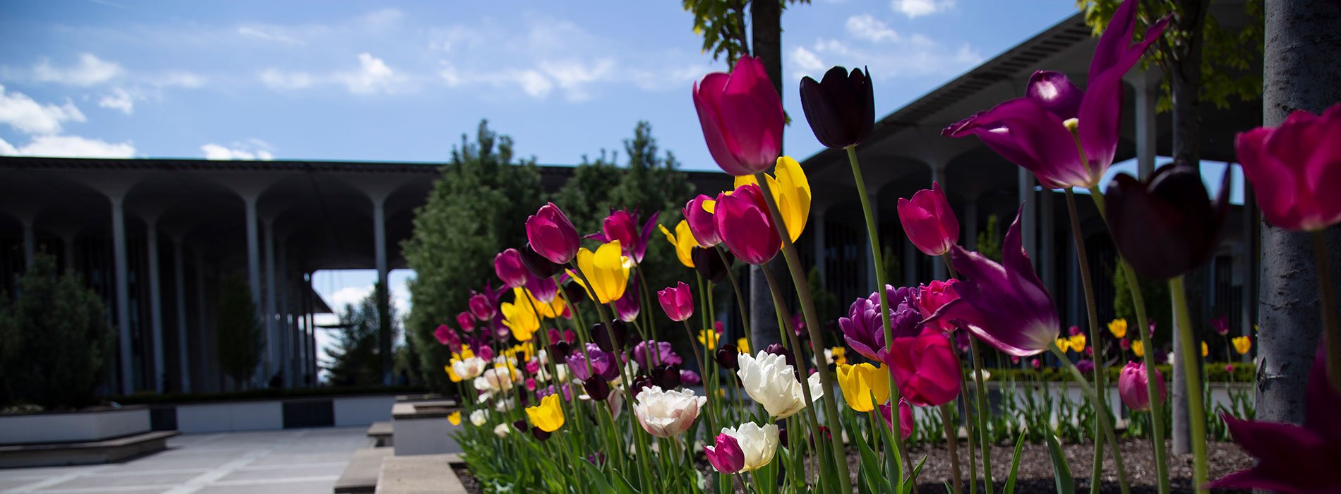 A patch of tulips near the podium.