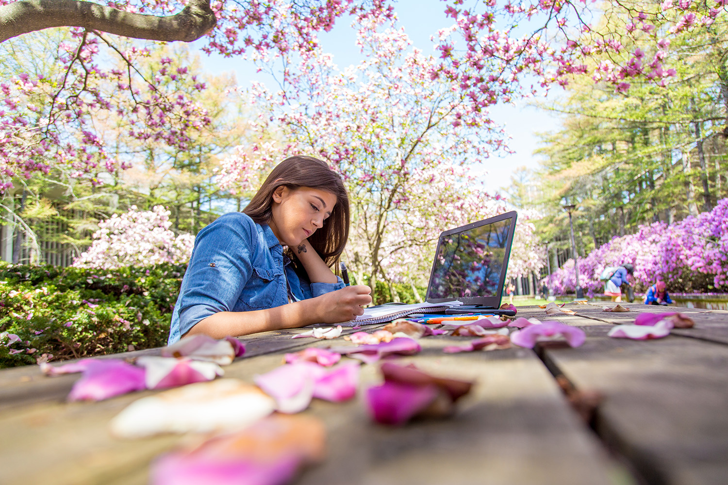 A student studying on a laptop in the UAlbany azalea garden.