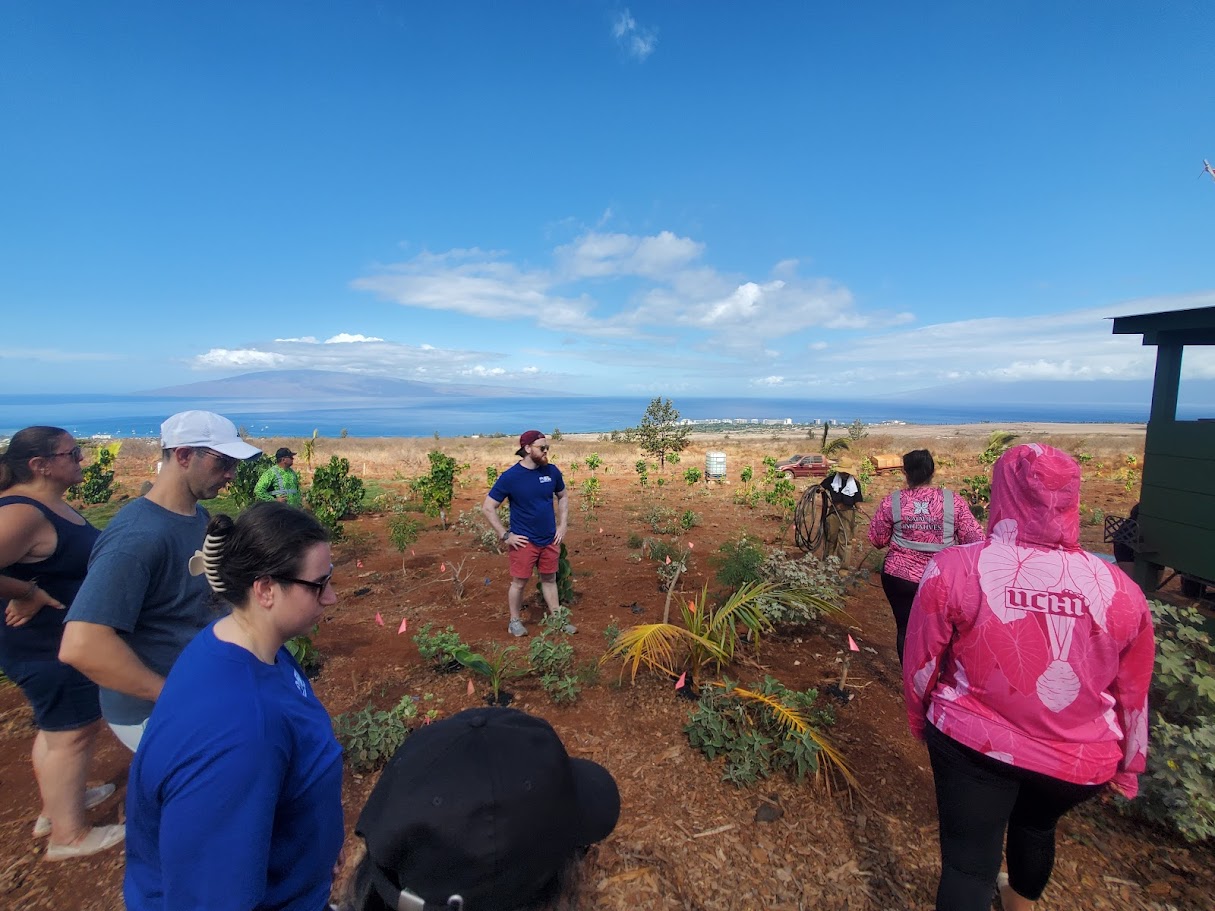Community volunteers plant Ulu trees on a farm affected by the Lahaina fire.
