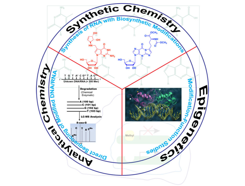 An infographic explaining the Zhang Lab's three main research areas: MS-based direct RNA sequencing, functional studies of RNA and its modifications, and synthesizing RNA modifications for functional analysis and therapeutic potential. 