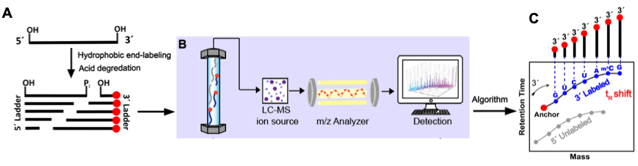 An infographic showing the workflow for 2D-HELS MS-based direct RNA sequencing, which is described in the photo's caption.