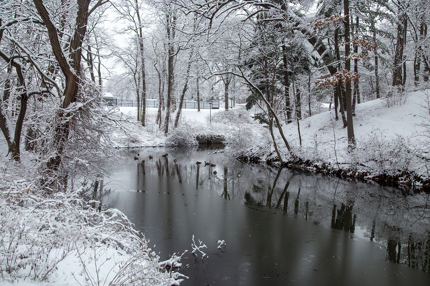 UAlbany pond with winter snow on surrounding trees