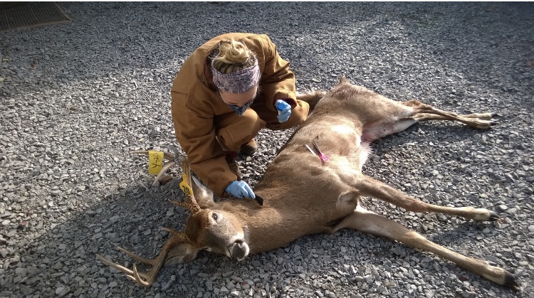 Rachel Lange collects ticks off a deer.