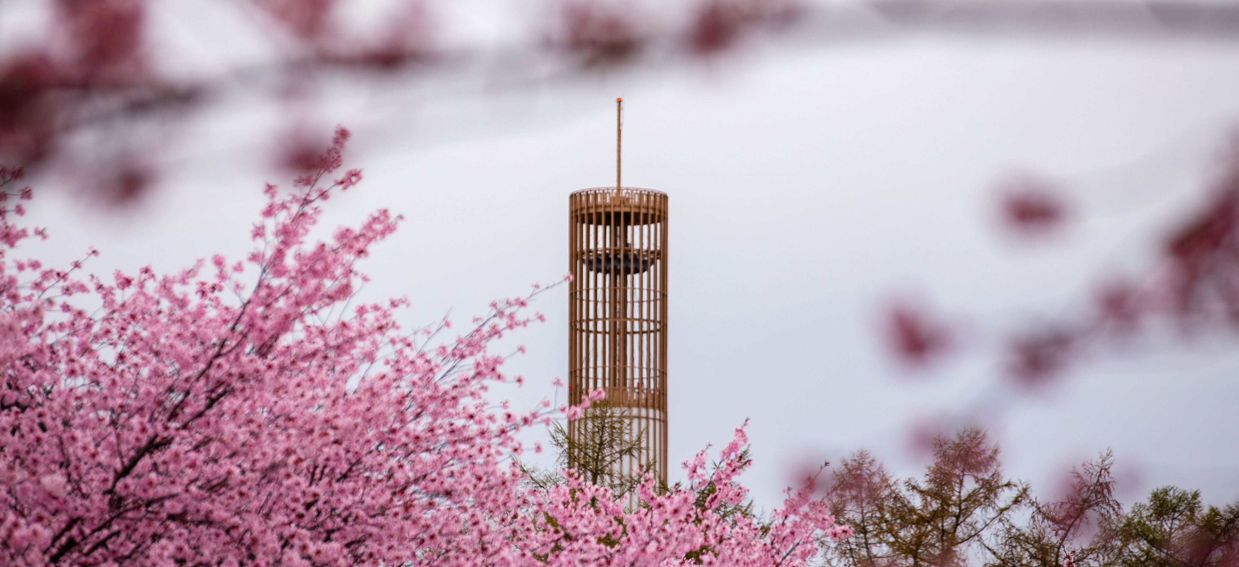 The UAlbany carillon tower is seen through the branches of pink flowering trees.