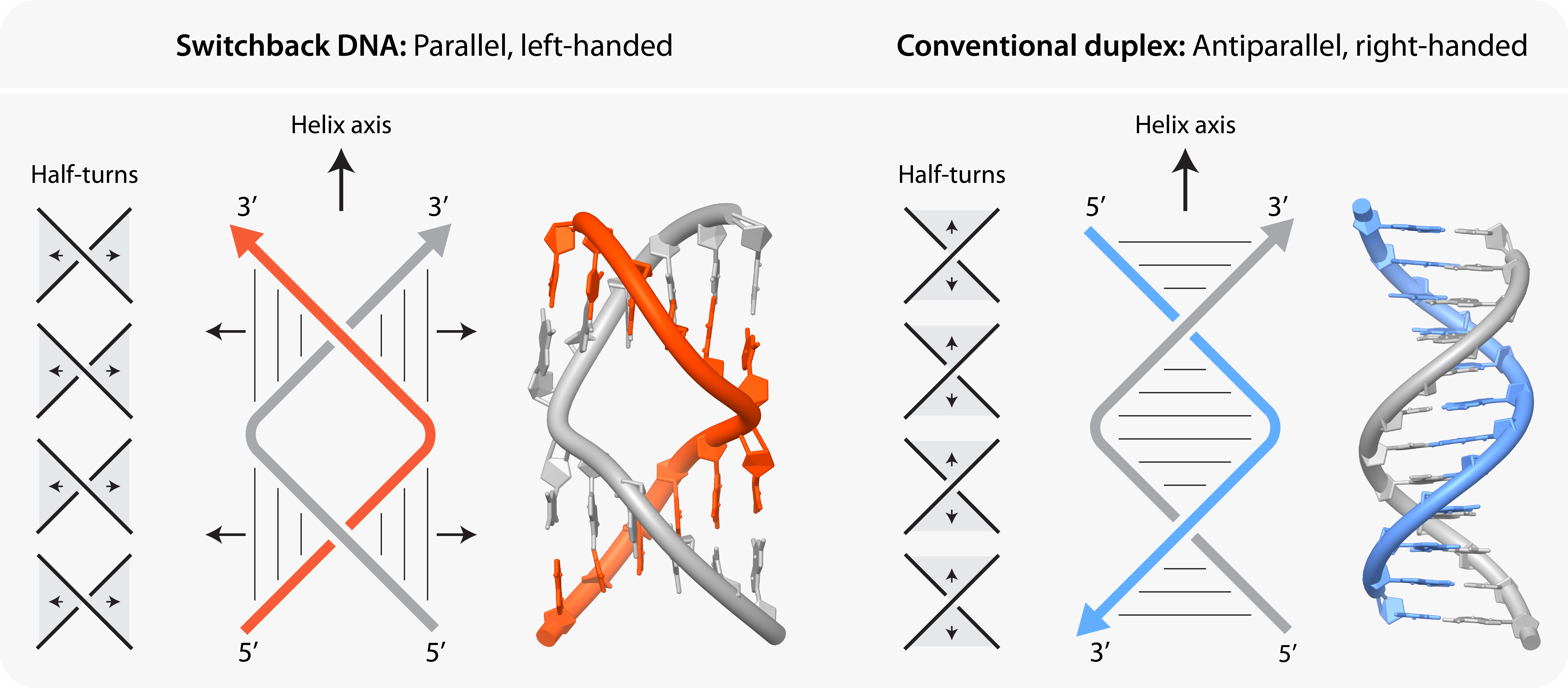 Diagram demonstrating the structural differences between switchback and conventional DNA described in the body text above. The switchback DNA is depicted on the left and the conventional DNA is on the right. The header text reads: “Switchback DNA: Parallel, left-handed” (on the left) and “Conventional duplex: Antiparallel, right-handed” (on the right). 