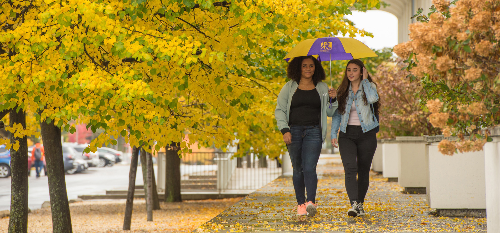 Two students walk across campus under a UAlbany umbrella and falling yellow leaves.