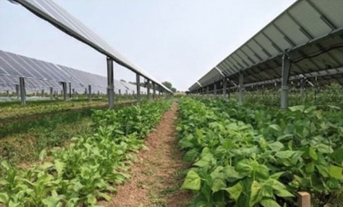 Solar panels rise above cropland