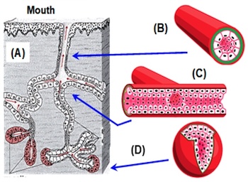 Diagram shows how shape changes influence the biology of cells within the mouth.  