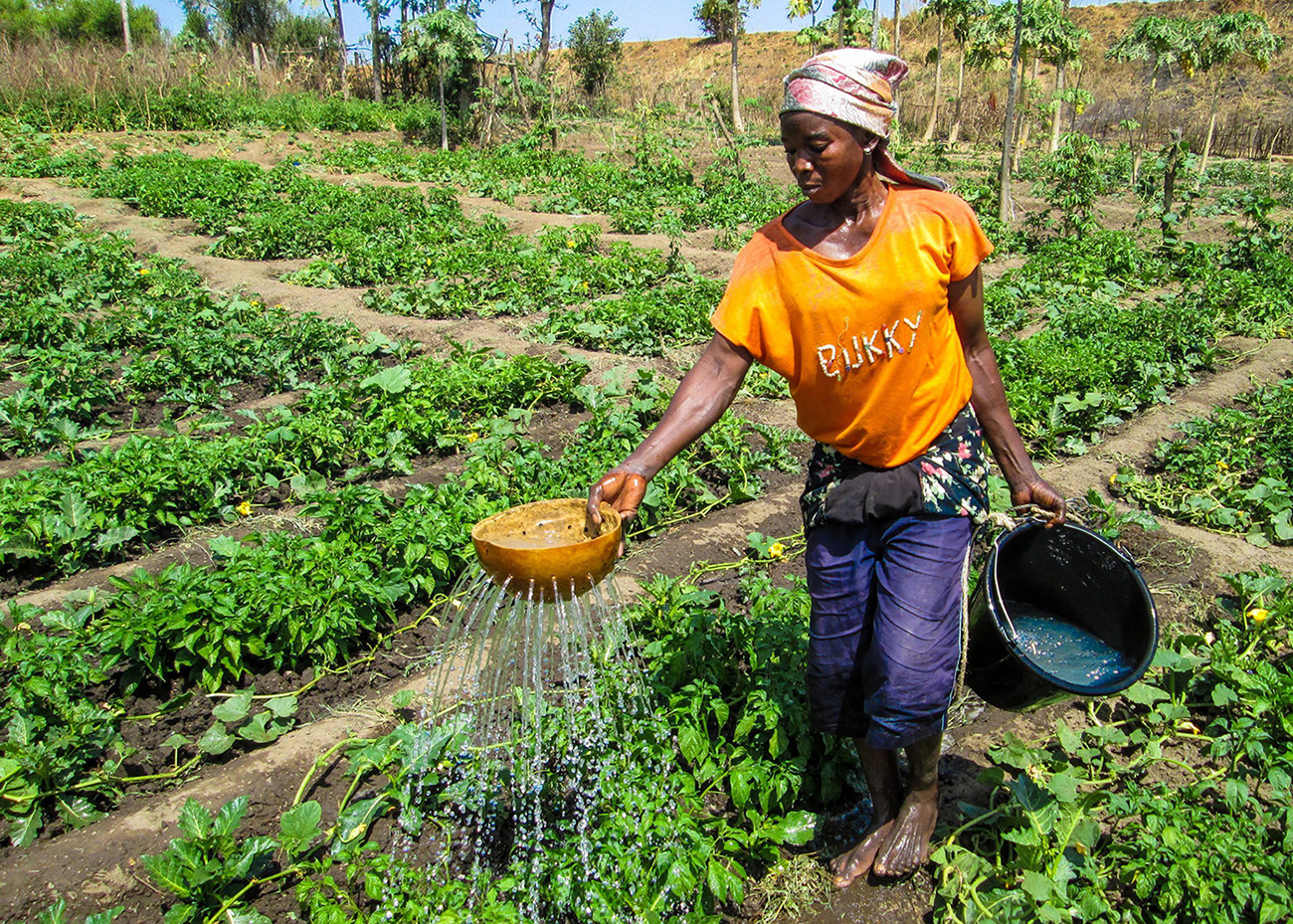 A woman waters crops in a field in Ghana