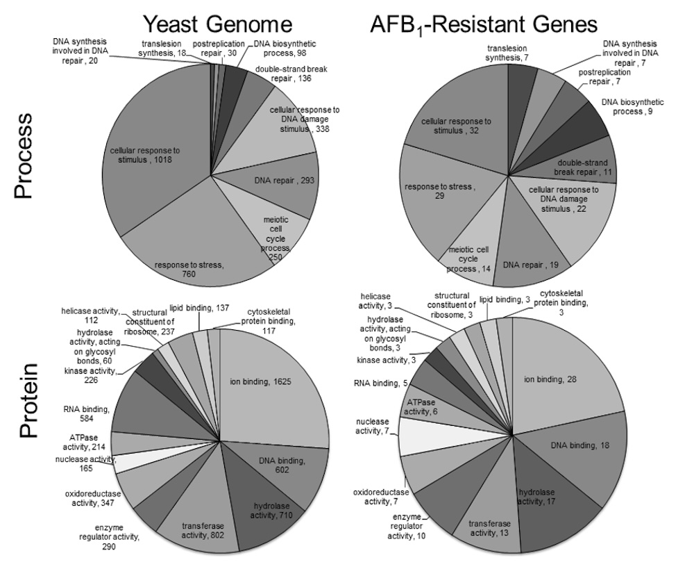 Genetic study showing pie charts profiling the yeast genome for resistance to a potent liver carcinogen, aflatoxin B1, and to potent colon cancer carcinogens known as heterocyclic amines.