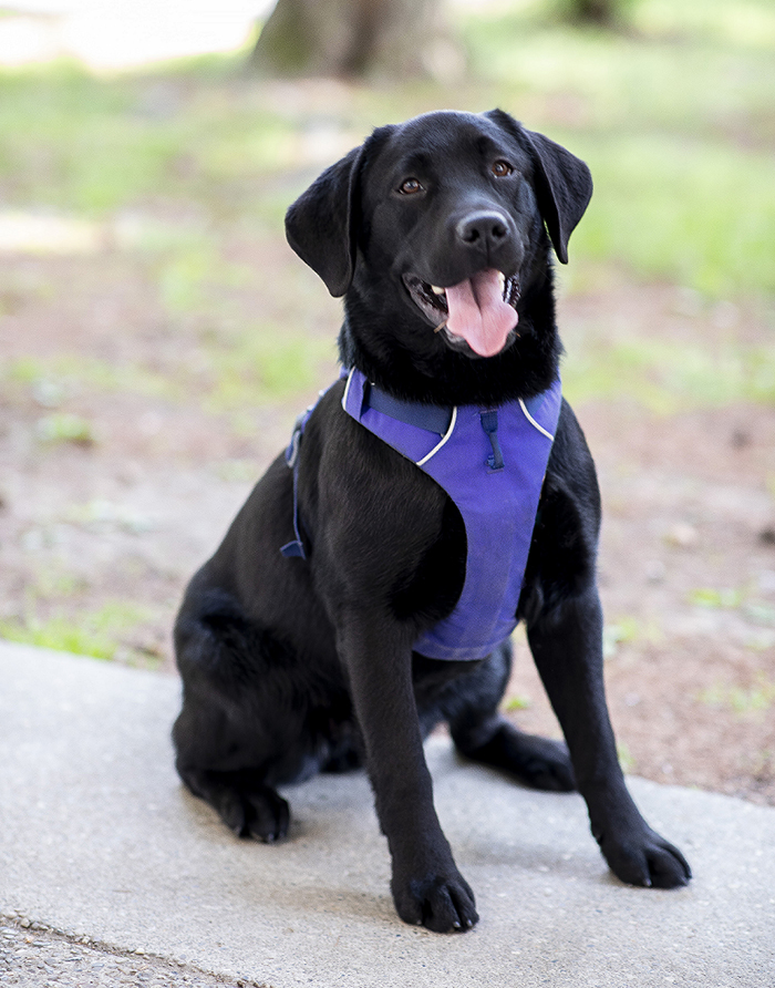 Roxy, UPD's therapy dog