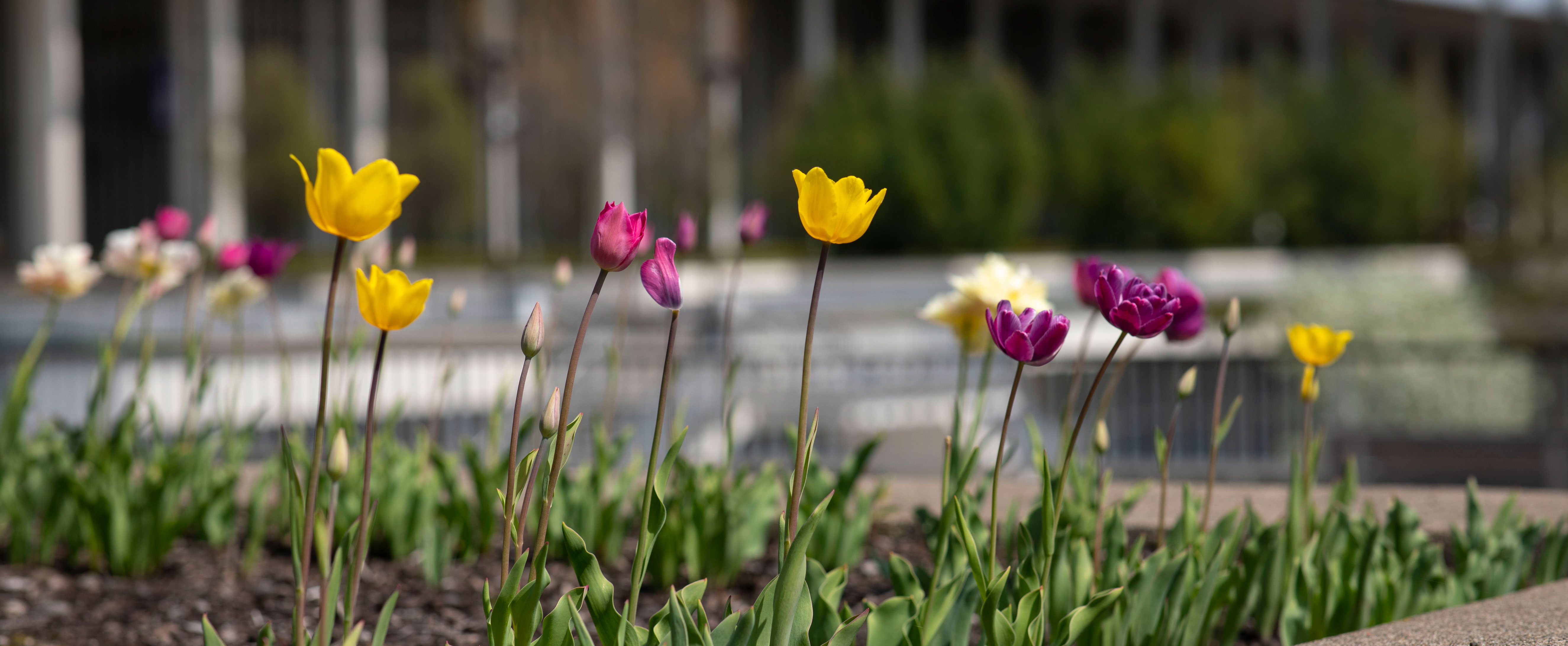 Purple and yellow tulips growing on UAlbany's Uptown Campus.