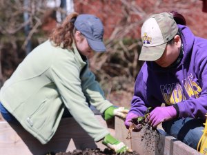 Two UAlbany students kneel in a garden bed while weeding.