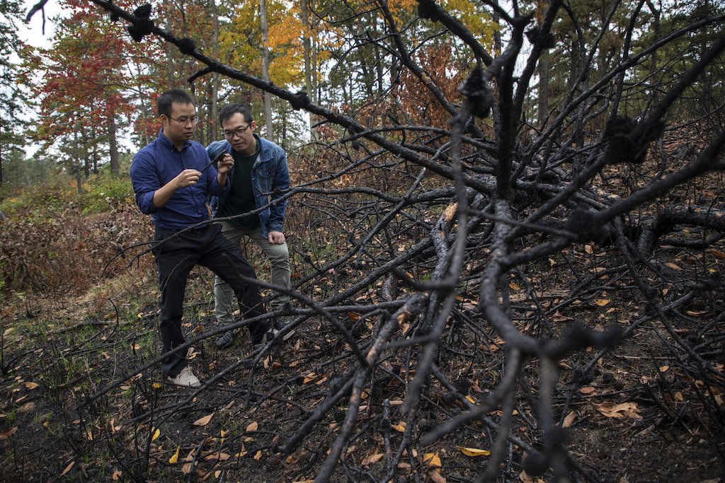 Dr. Rixiang Huang and Graduate Assistant Lingqun Zeng study fire-impacted environments at Pine Bush Preserve