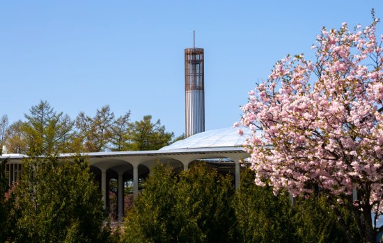 UAlbany's carillon tower and podium roofs are seen behind a flowering tree in springtime.