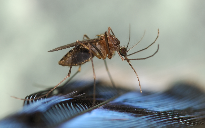 Close-up image of a brown mosquito perched on a black feather with blurred background