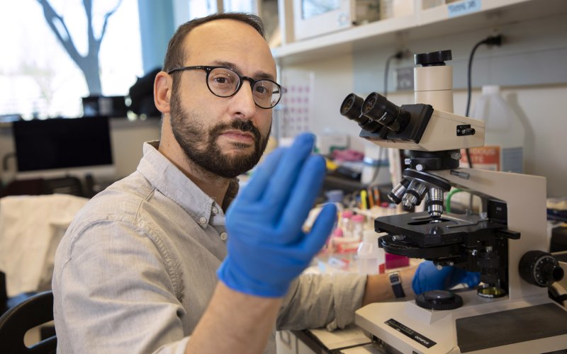 A man with short black hair, beard and black glasses sits in front of a microscope in a laboratory and examines something between two blue-gloved fingers.