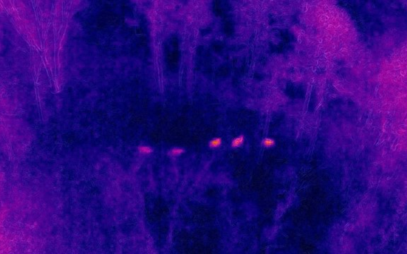 Silhouettes of five deer as seen through Plummer’s use of thermal imaging photography