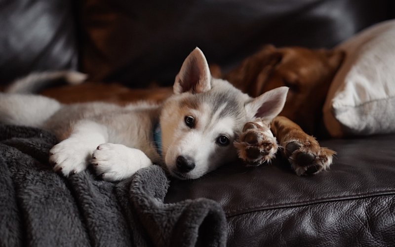 A grey and white husky puppy lays on a brown leather couch with a brown fluffy blanket, looking straight into the camera.