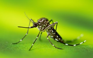 A black and white mosquito shown on a bright green background