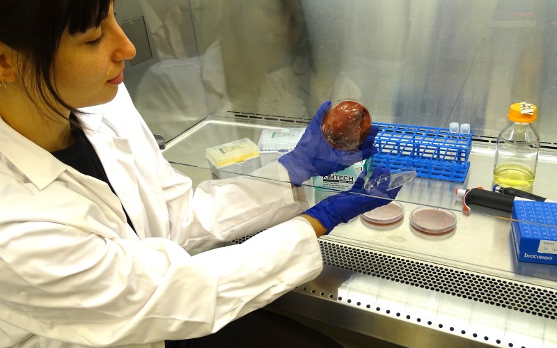 A woman wearing a white lab coat and blue protective gloves holds a petri dish containing red growing media and bacterial colonies under a glass hood.