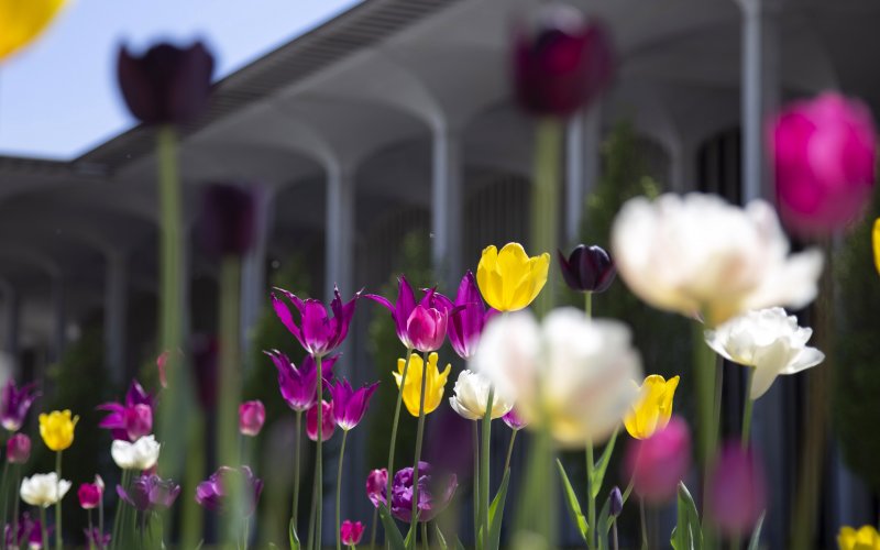 Tulips bloom on the academic podium