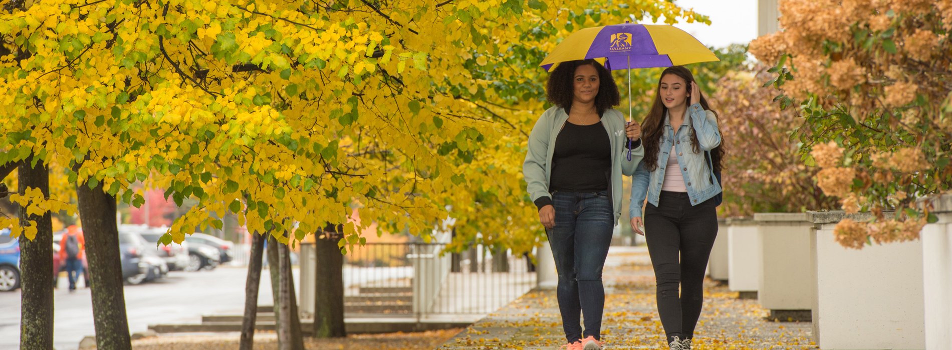 Two students walk across campus under a UAlbany umbrella and falling yellow leaves.