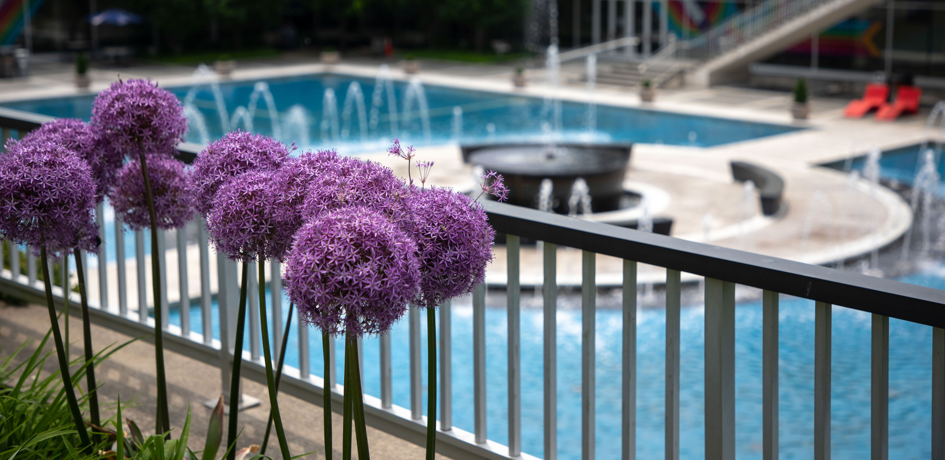 Purple flowers in focus in the foreground, with the Uptown Campus' main fountain in the background.