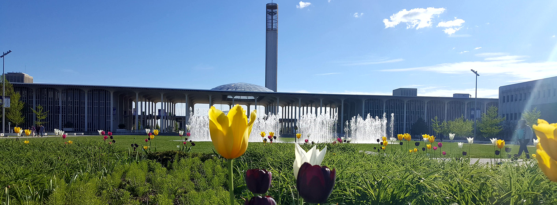 Tulips in front of the UAlbany Entry Plaza fountain.