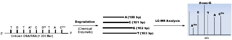 A chemistry figure showing de novo and direct sequencing of modified RNA.