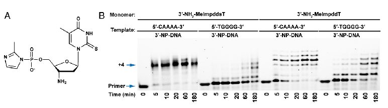 A chemistry figure showing regulation of gene expression by DNA/RNA modifications.