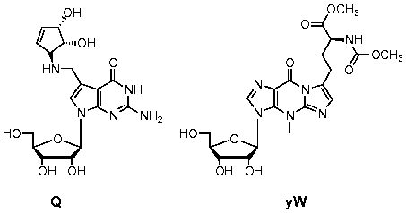 Structural drawings of the chemical compounds queuosine (Q) and wybutosine (yW).