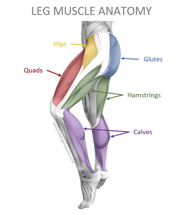 Hamstrings quads and calves new arrivals