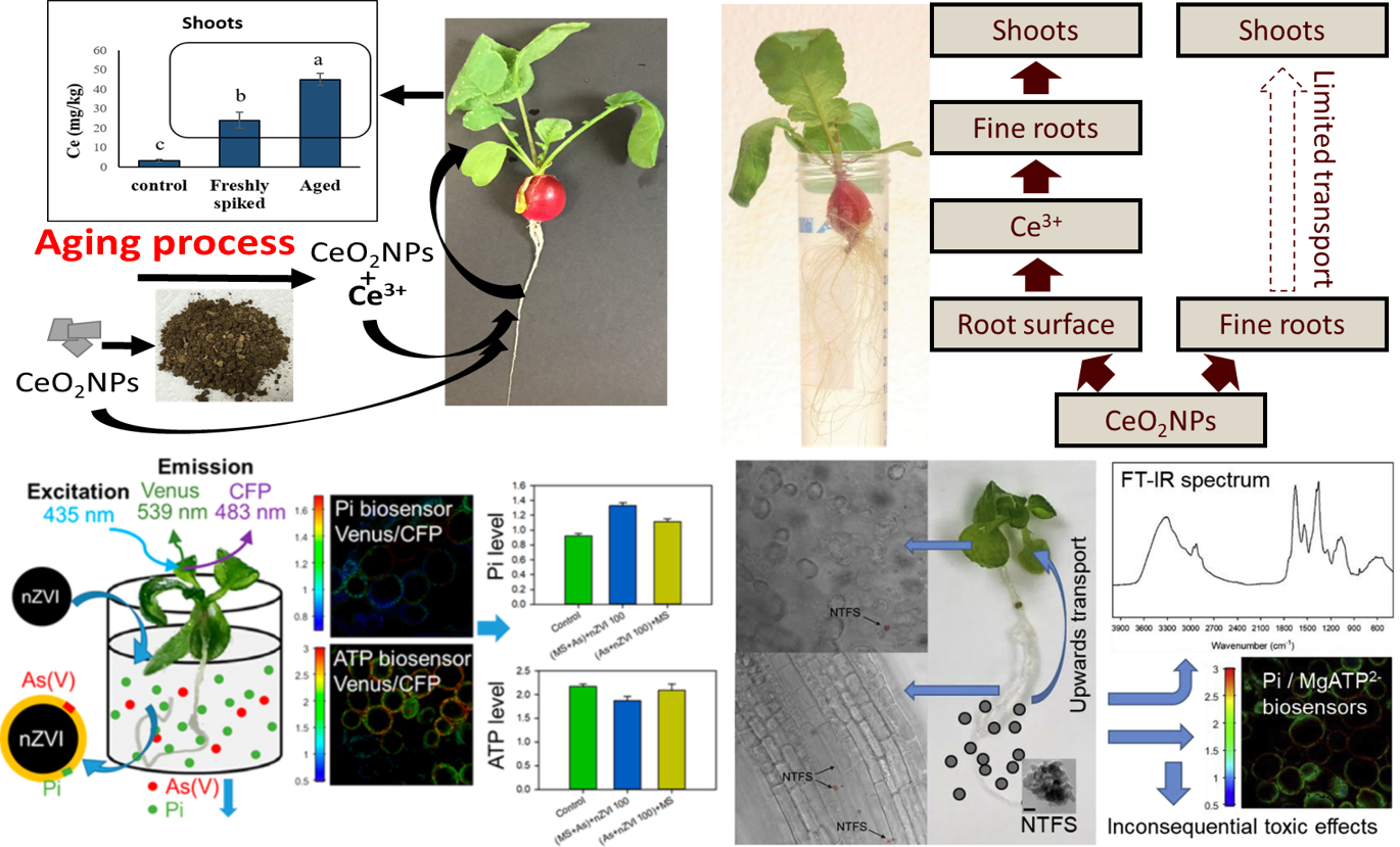 Interaction between plants and engineered nanomaterials